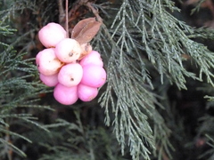 Symphoricarpos albus