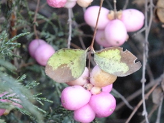 Symphoricarpos albus