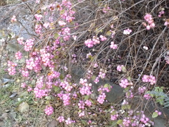 Symphoricarpos albus