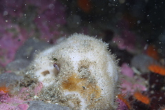 Stelletta clarella
