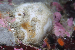 Stelletta clarella
