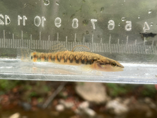 Cumberland arrow darter (Etheostoma sagitta) — Percidae — 3