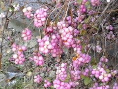 Symphoricarpos albus