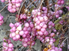 Symphoricarpos albus