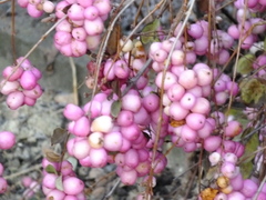 Symphoricarpos albus