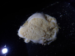 Stelletta clarella