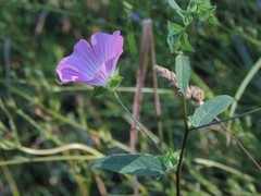Malva punctata