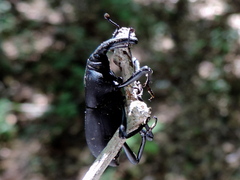 Cactophagus spinolae validus