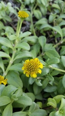 Lipochaeta integrifolia