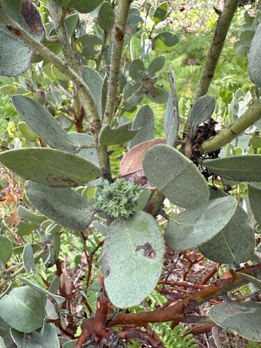 iNaturalist observation photo of Winged and Once-winged Insects