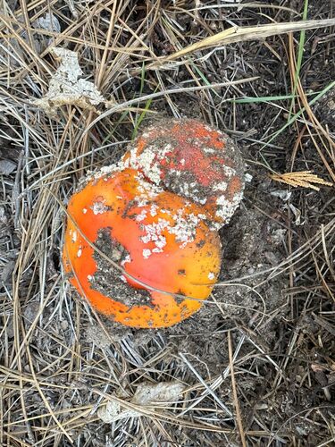 iNaturalist observation photo of Fly Agaric