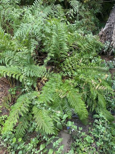 iNaturalist observation photo of giant chain fern