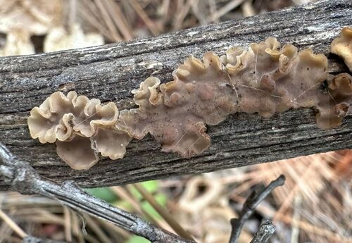 iNaturalist observation photo of Leafy Brain