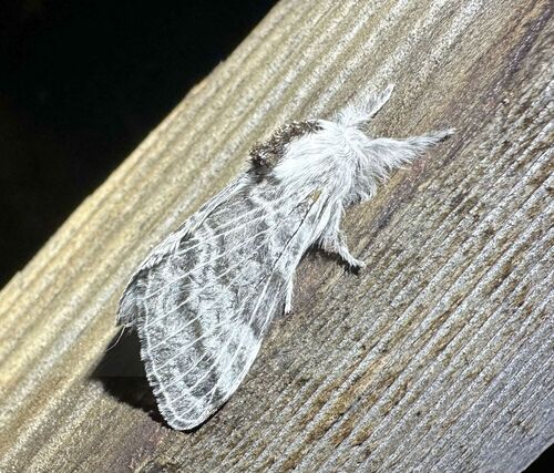 iNaturalist observation photo of Tolype distincta