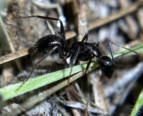 iNaturalist observation photo of Bicolored Carpenter Ant