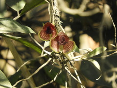 Telipogon salinasiae