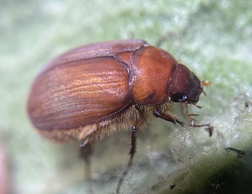 iNaturalist observation photo of Scarabs