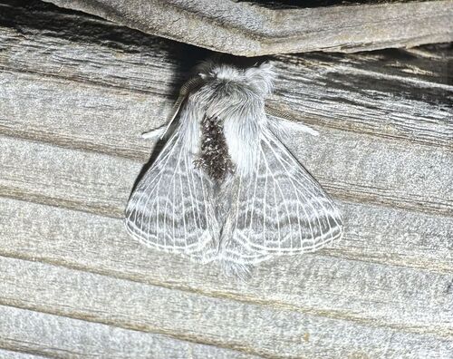 iNaturalist observation photo of Tolype distincta