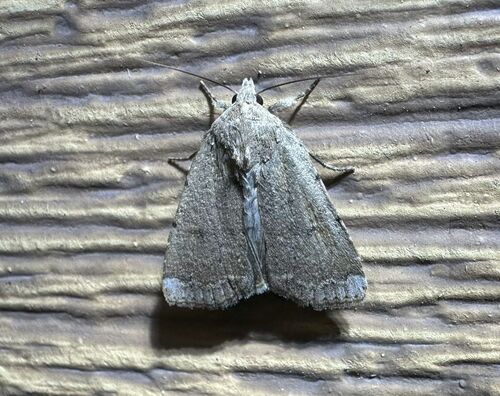 iNaturalist observation photo of Abagrotis