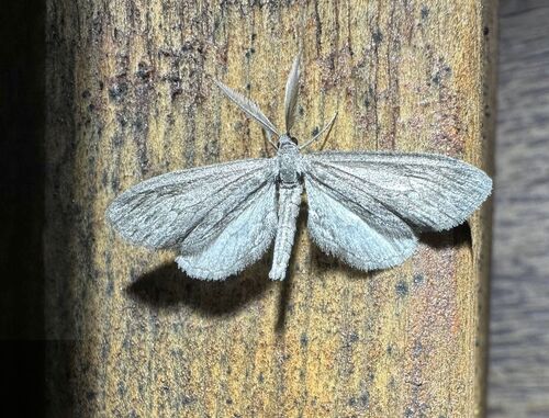 iNaturalist observation photo of Glaucina