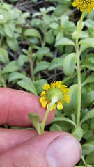 Lipochaeta integrifolia