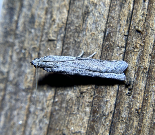 iNaturalist observation photo of Phycitini