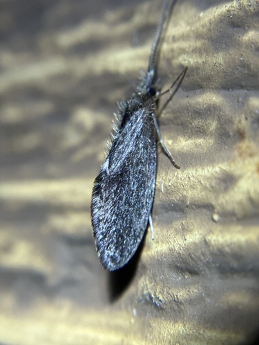 iNaturalist observation photo of Gumaga