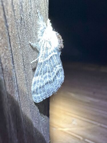 iNaturalist observation photo of Tolype distincta