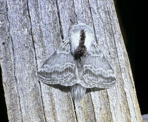iNaturalist observation photo of Tolype distincta