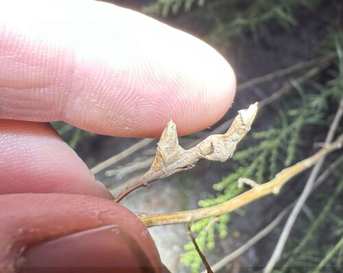 iNaturalist observation photo of Winged and Once-winged Insects
