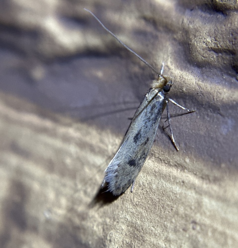 iNaturalist observation photo of Fungus Moths, Clothes Moths, & Allies