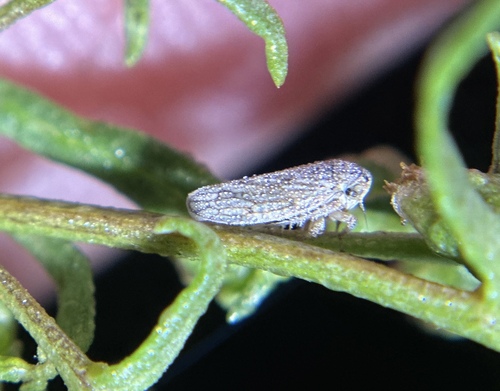 iNaturalist observation photo of Typical Leafhoppers