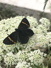 Riodina lycisca