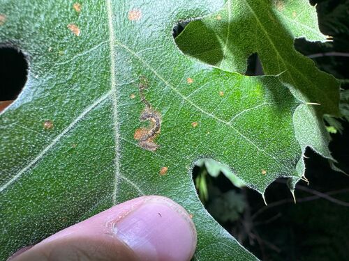 iNaturalist observation photo of Butterflies and Moths