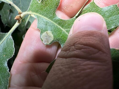 iNaturalist observation photo of Butterflies and Moths