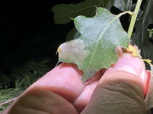 iNaturalist observation photo of Butterflies and Moths