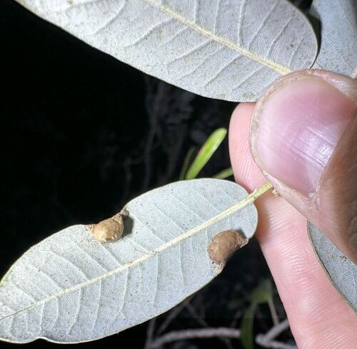 iNaturalist observation photo of Dasineura