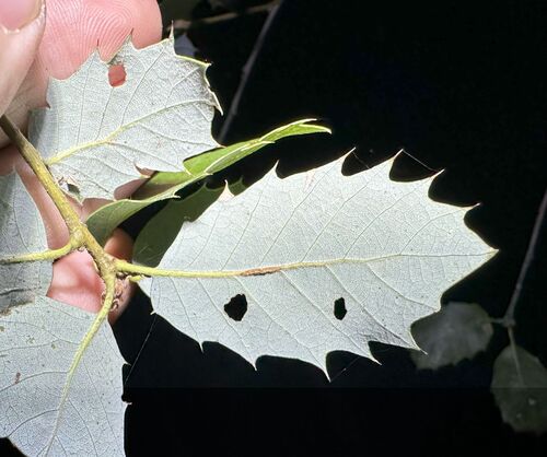 iNaturalist observation photo of Oak Gall Wasps