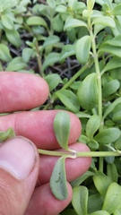 Lipochaeta integrifolia