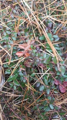 Vaccinium crassifolium