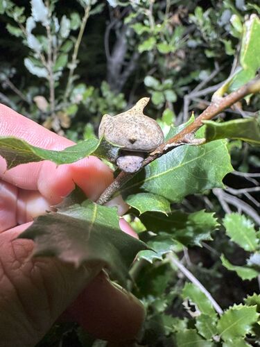 iNaturalist observation photo of Mushroom Gall Wasp