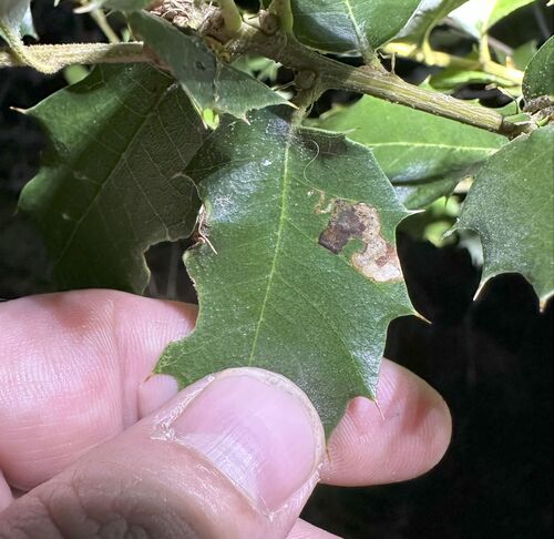 iNaturalist observation photo of Butterflies and Moths