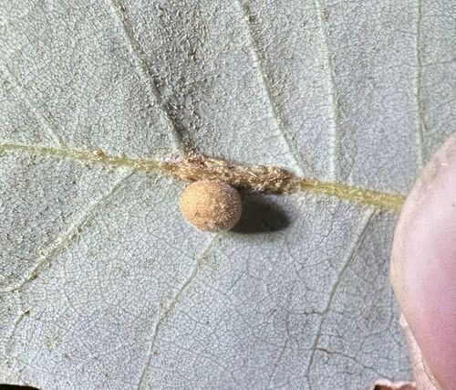 iNaturalist observation photo of Little Urn Gall Wasp