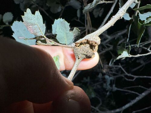 iNaturalist observation photo of Split Twig Gall Wasp