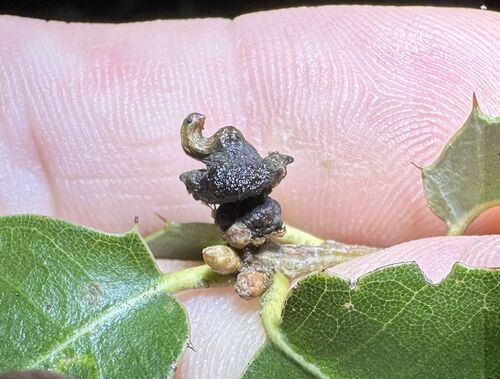 iNaturalist observation photo of Mushroom Gall Wasp