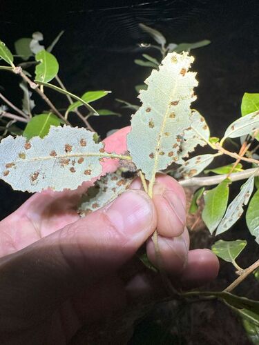 iNaturalist observation photo of Live Oak Erineum Mite