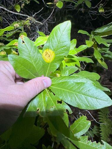 iNaturalist observation photo of Exobasidium decolorans