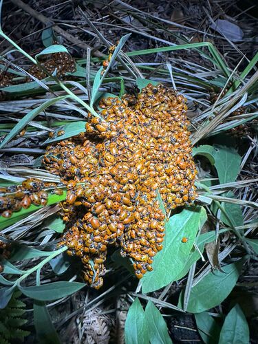 iNaturalist observation photo of Convergent Lady Beetle