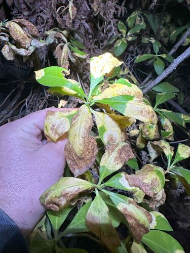 iNaturalist observation photo of Exobasidium decolorans