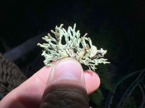 iNaturalist observation photo of Imshaug's Tube Lichen